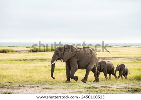 Elephant in the dust powder in Amboseli national park kenya