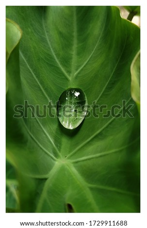 Similar – Image, Stock Photo Water Droplet on Green Leaf