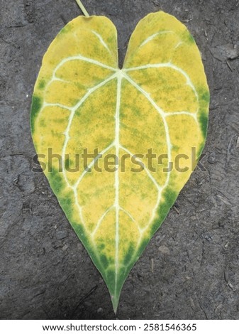 Similar – Foto Bild Getrocknetes Elefantenohrblatt mit einem Schatten von Sonnenlicht auf einem schwarzen Tisch