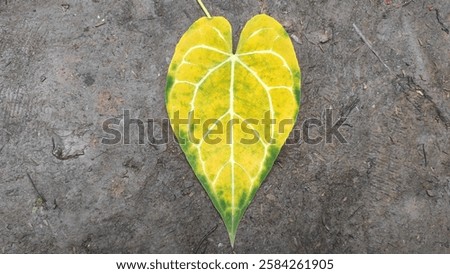 Similar – Foto Bild Getrocknetes Elefantenohrblatt mit einem Schatten von Sonnenlicht auf einem schwarzen Tisch