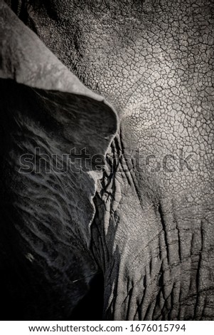 Image, Stock Photo pachyderms Leather Animal