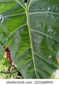 Elephant Ear Flower Is An Exotic Plant Thanks To Its Beautiful Leaves