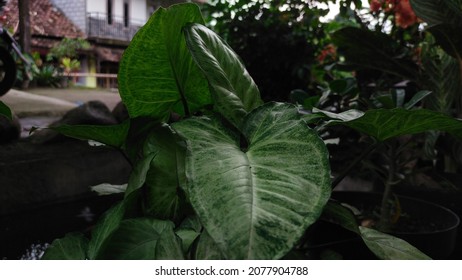 Elephant Ear Flower In Front Of The House