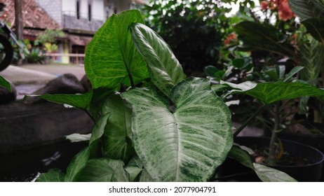 Elephant Ear Flower In Front Of The House