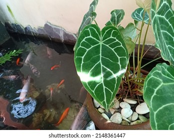 Elephant Ear Flower Petals In The Beautiful Morning In The Sun