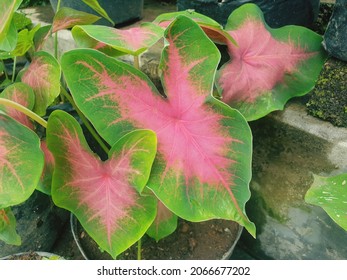 Elephant Ear Flower Plant Grown In A Pot