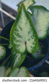 Elephant Ear Flower In A Pot