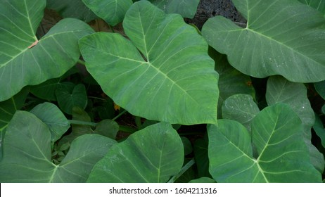 Elephant Ear Leaves For Background