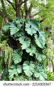 Elephant Ear Philodendron Absorbs Toxins And Purifies The Air, Keeping The Surrounding Air Clean And Purified. Put The Pots And Arrange Them Beautifully.