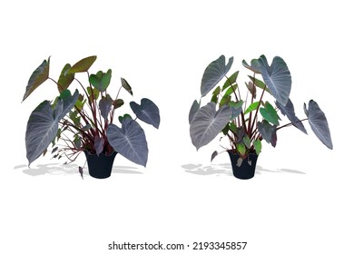 Elephant Ear tree (green spotted  brown foliage) in black potted plant 
total 2 trees
Isolated white background   clipping path 