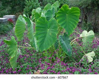 Elephant Ears Stock Photo 607867 