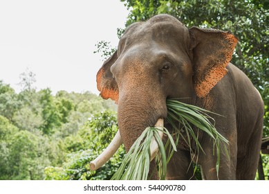Elephant eat grass at the zoo - Powered by Shutterstock