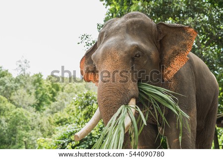 Elephant eat grass at the zoo