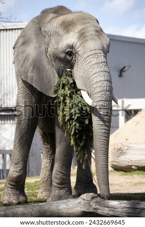 Elephant eating a fir in a zoo
