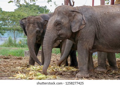 Elephant Eating Food Stock Photo 1258277425 | Shutterstock