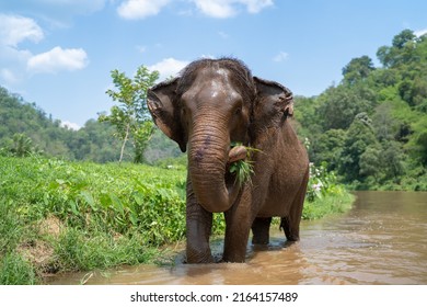 An Elephant Is Eating Grass By The River.