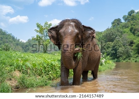 An elephant is eating grass by the river.