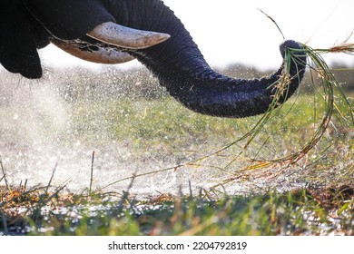 Elephant Eating In Okavango Delta