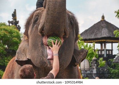 41 Elephant eating watermelon Images, Stock Photos & Vectors | Shutterstock