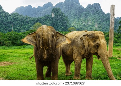 Elephant Encounters at Khao Sok National Park: Get up close with these gentle giants in Thailand's lush rainforest