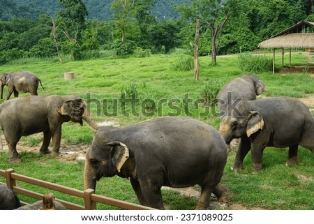 Elephant Encounters at Khao Sok National Park: Get up close with these gentle giants in Thailand's lush rainforest