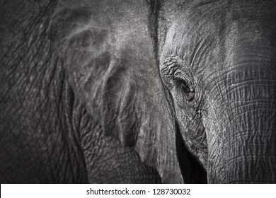 Elephant eye / elephant
