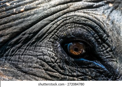 Elephants 8 x 10 GLOSSY Photo Picture IMAGE #8 Elephant Eye