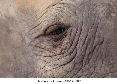 Elephant Eye Close Up