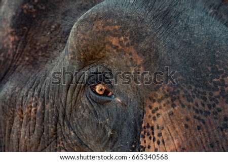 Similar – proboscidean Elephant Old