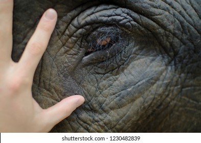 Elephant eye close up and blurred human hand on the face near eye. Concept of animal care or conservation of wild nature. 