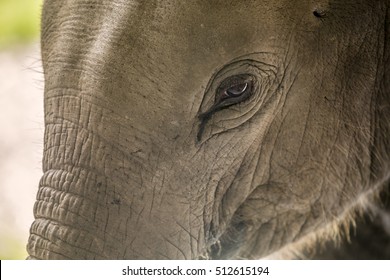 Elephant eye detail.