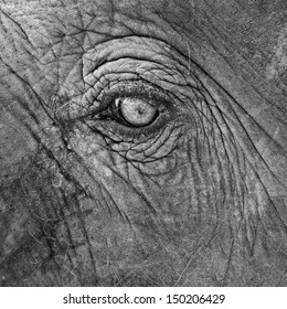Elephant eye detail texture