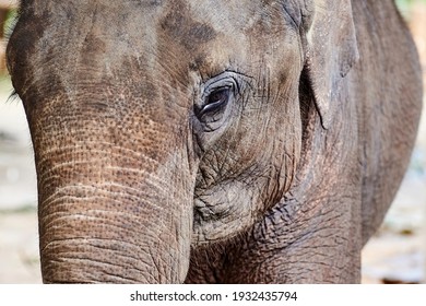 Elephant eye and muzzle closeup in orphanage Sri-Lanka