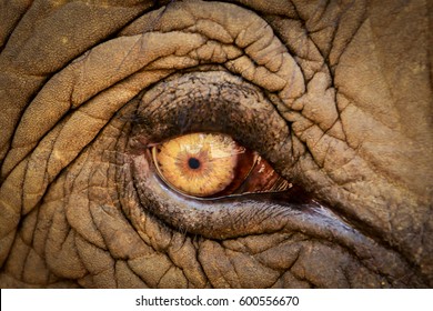 elephant eyes.