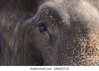 Elephant eyes in the jungle, Thailand