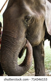 Elephant face