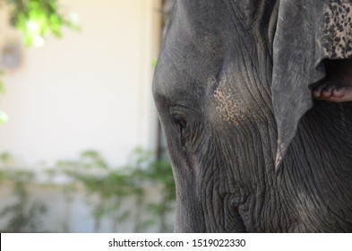 Elephant face close up texture
