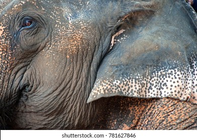 An elephant face in Thailand