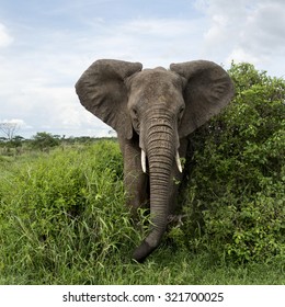 Elephant facing, Serengeti, Tanzania
