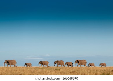  Elephant Family