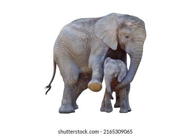 Elephant Family, Asian Elephant, African Elephant, And Baby Panda