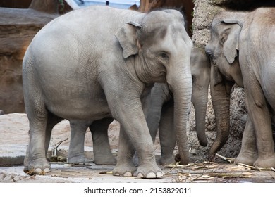 Elephant Family Baby Mom And Grandma