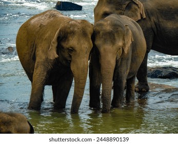 Elephant family bathing in a river in Srilanka  - Powered by Shutterstock