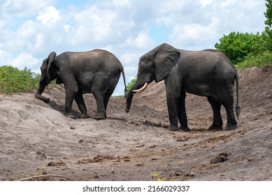 Elephant family by the river
