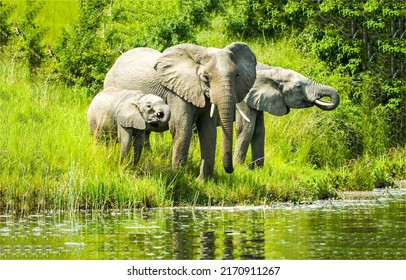 The elephant family came to the river. Elephant family at water. Elephants in nature. Elephant family portrait