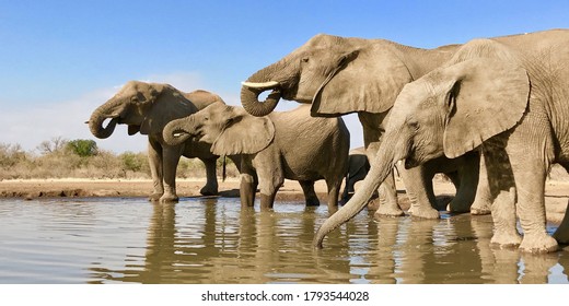 Elephant family drink at the water hole