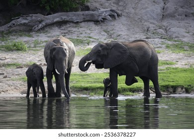 Elephant family drinking water from a river in Botswana - Powered by Shutterstock