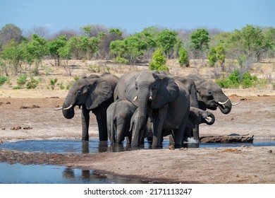 elephant family drinking at a waterhole
