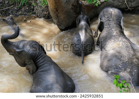 Elephant Family Enjoying a Refreshing Bath in a Jungle Waterhole