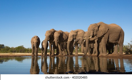 Elephant Family Group - At Mashatu Water Hole